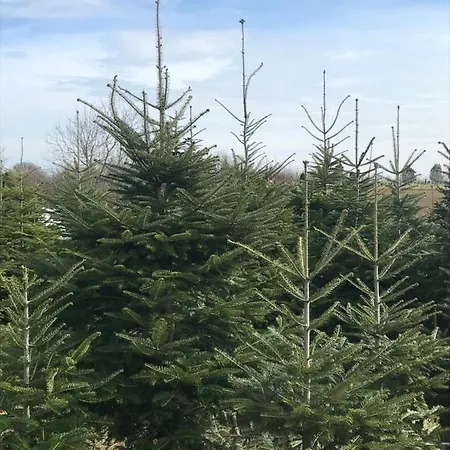 Apartament Porrogi Fenyo Vendeghaz Porrog